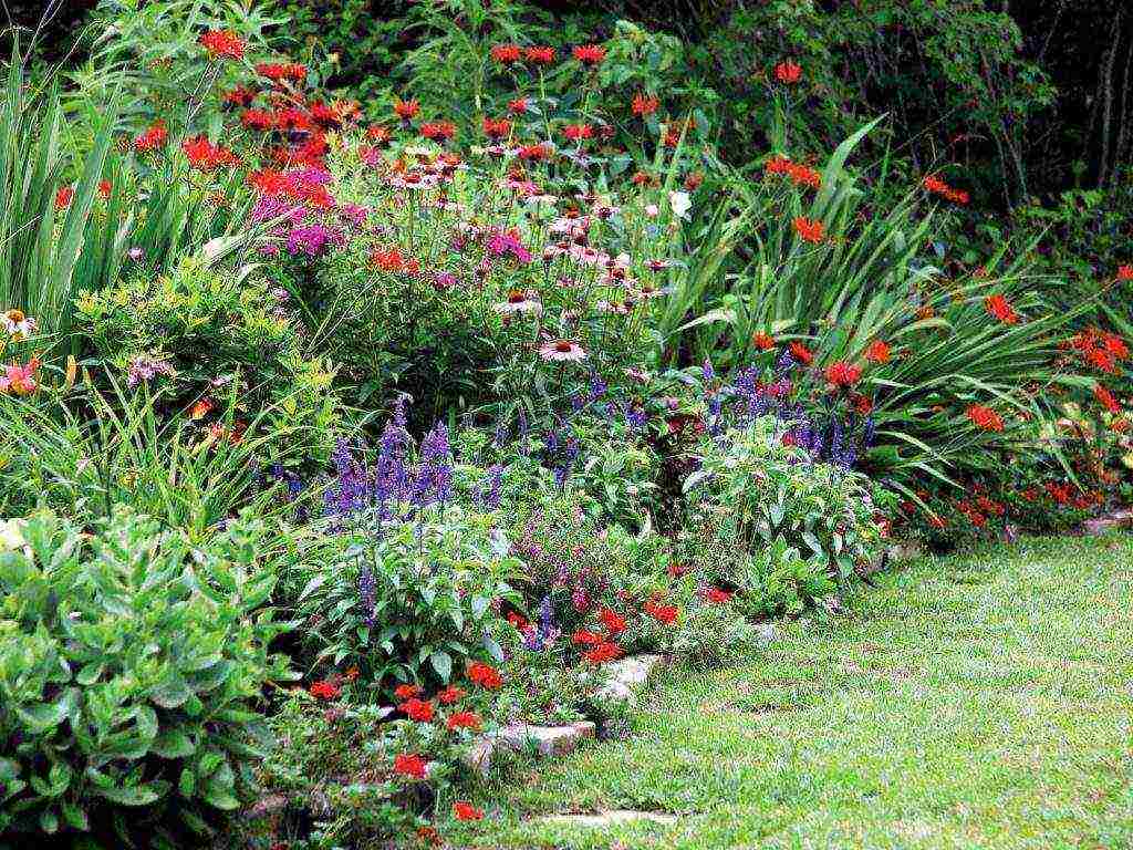 which group of flowers can be grown both at home and in the garden