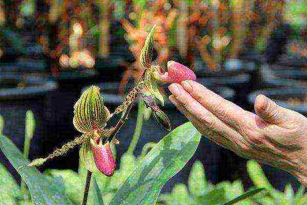 flowers that can be grown on the north side