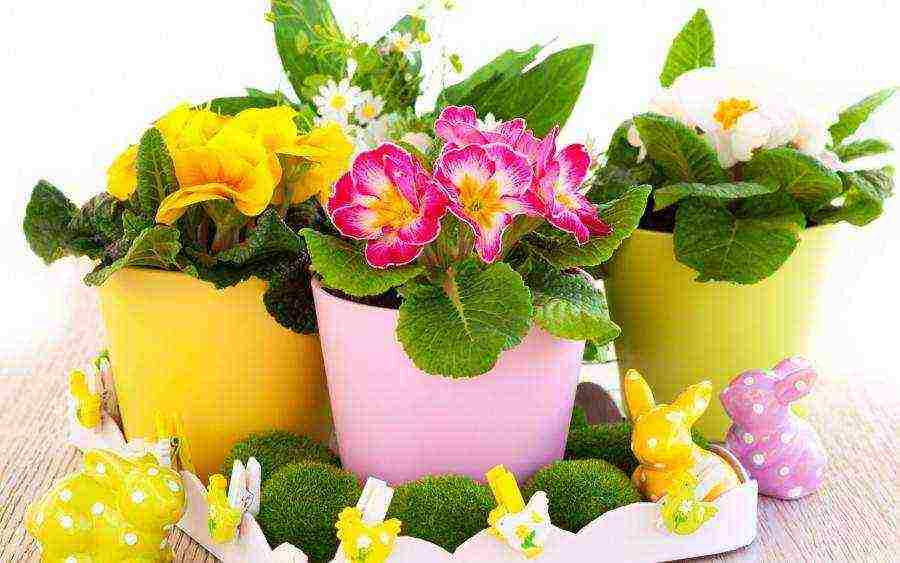 flowers that can be grown in small pots