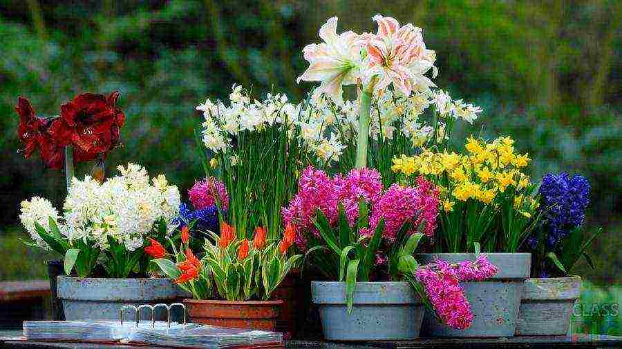 flowers that can be grown in small pots