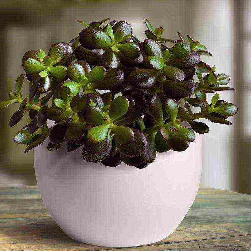 flowers that can be grown in small pots