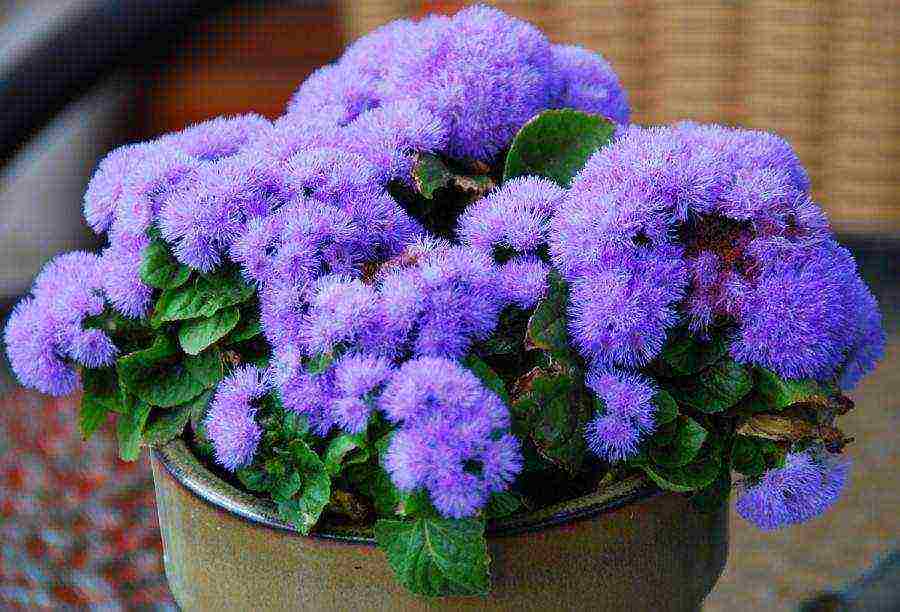 flowers that can be grown in small pots