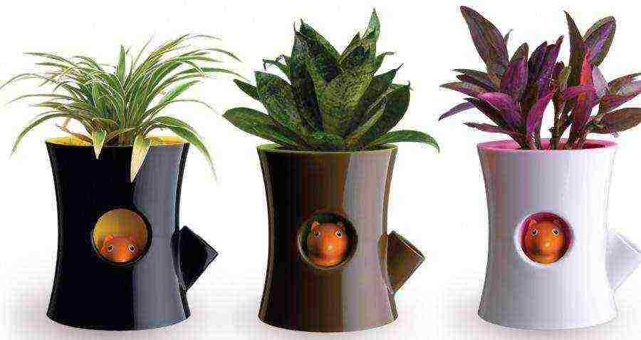 flowers that can be grown in small pots