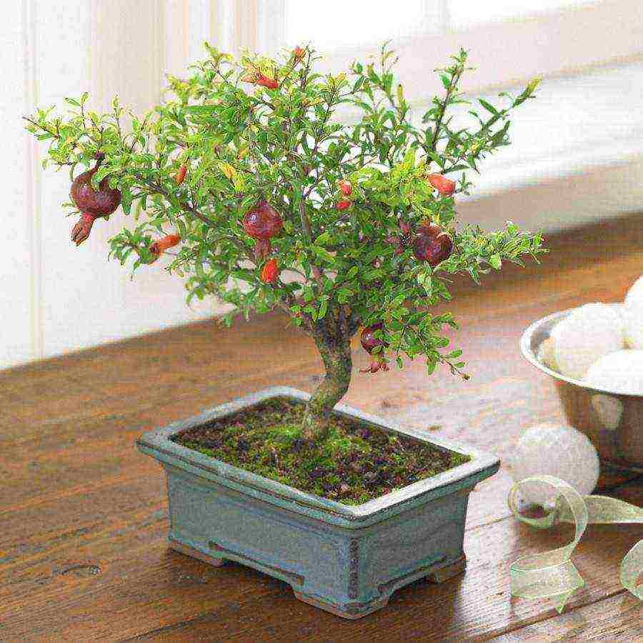 flowers that can be grown in small pots