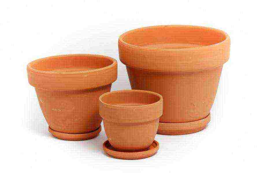 flowers that can be grown in small pots