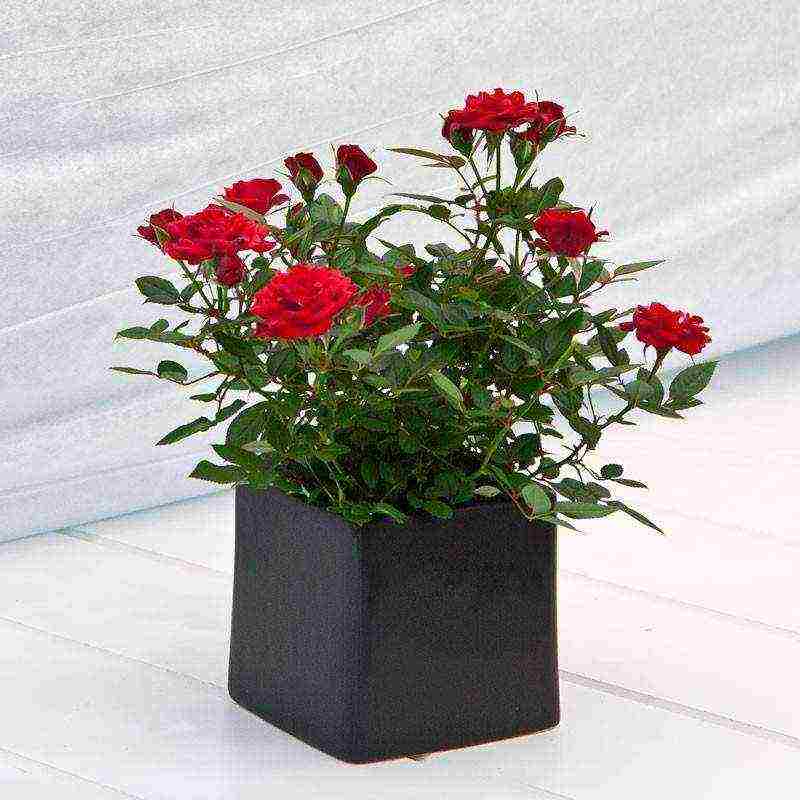 flowers that can be grown in small pots