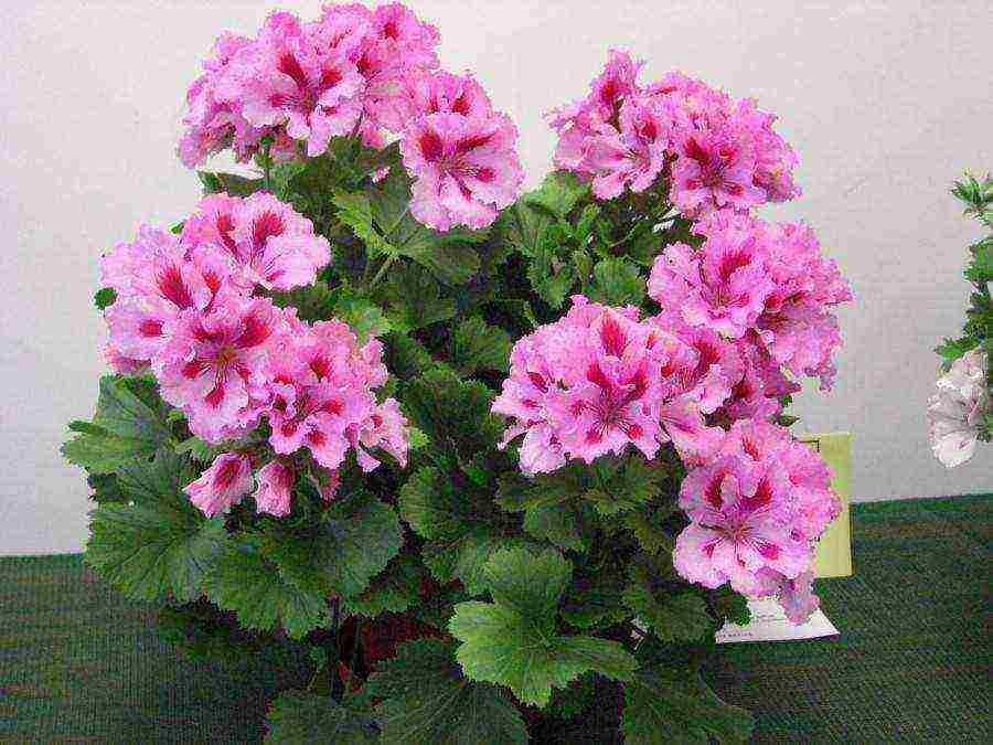 flowers that can be grown in small pots