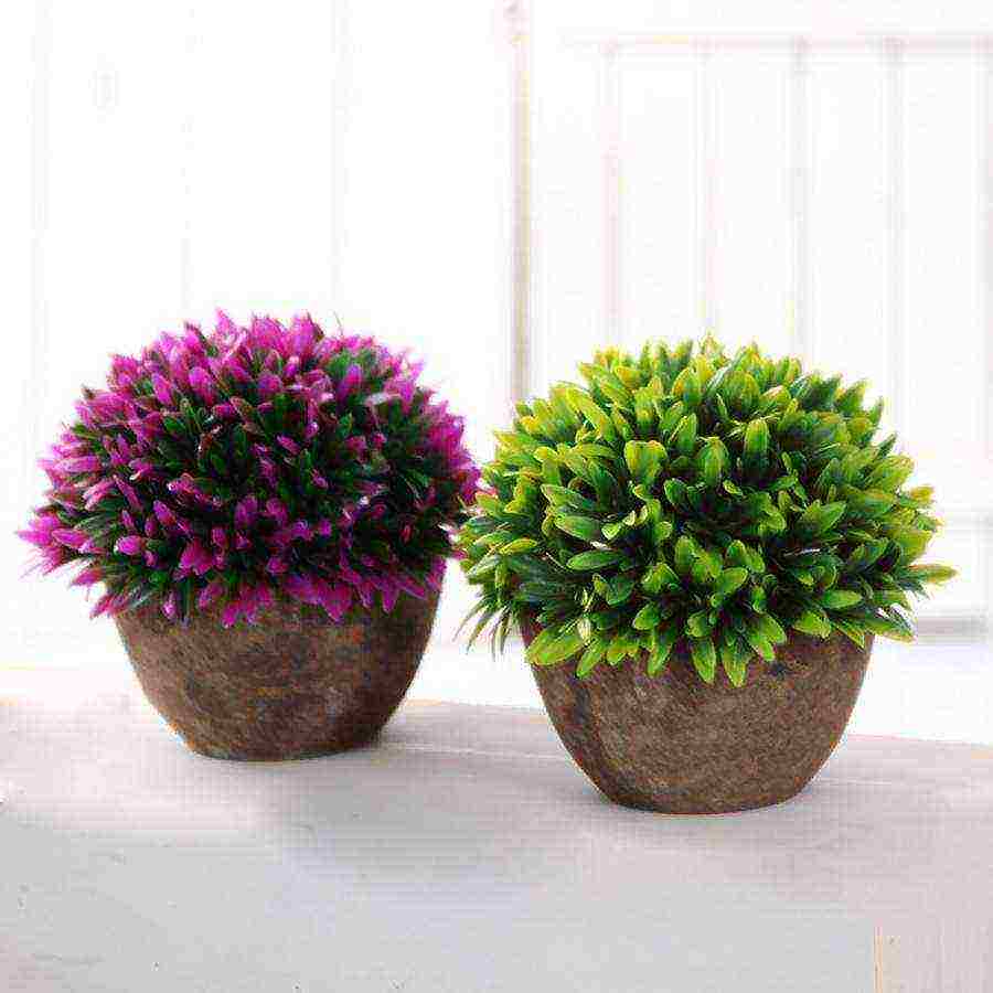 flowers that can be grown in small pots