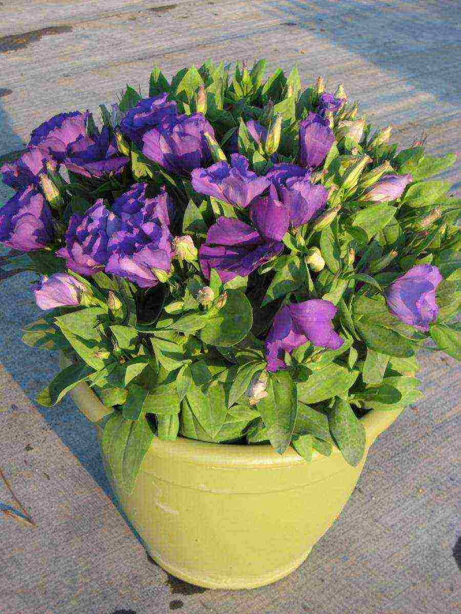 flowers that can be grown in small pots