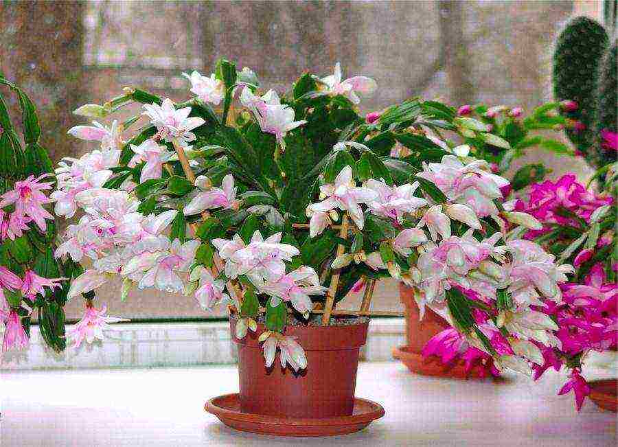 flowers that can be grown in small pots