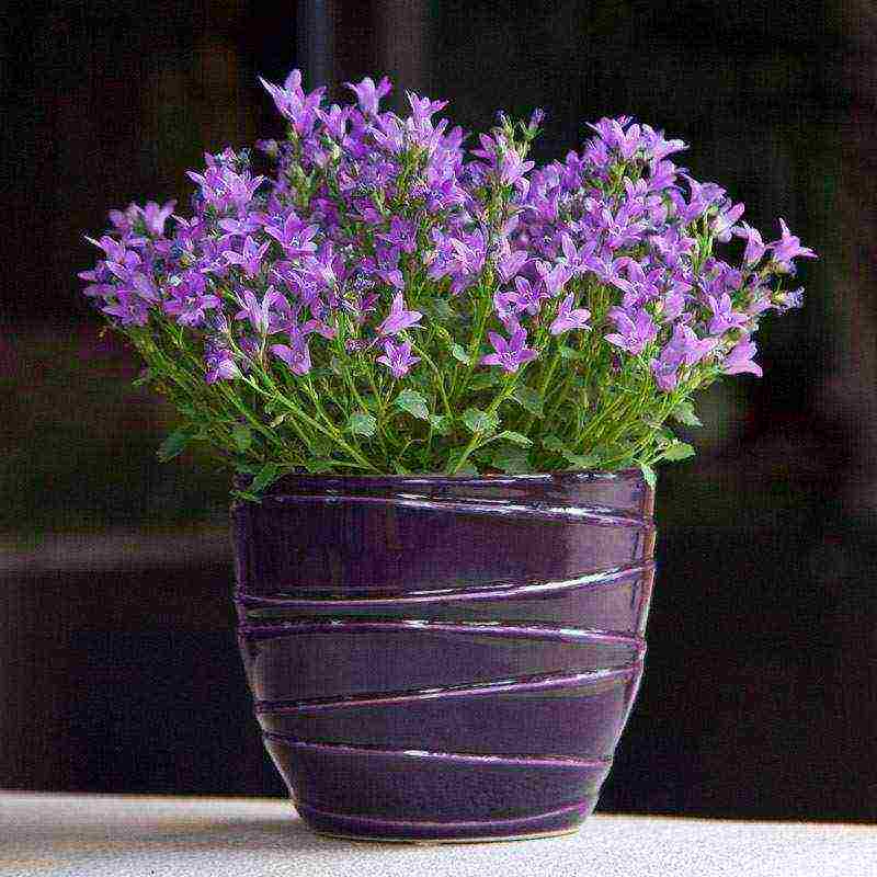 flowers that can be grown in small pots