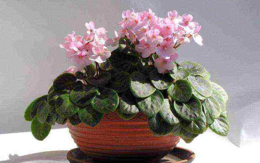 flowers that can be grown in small pots