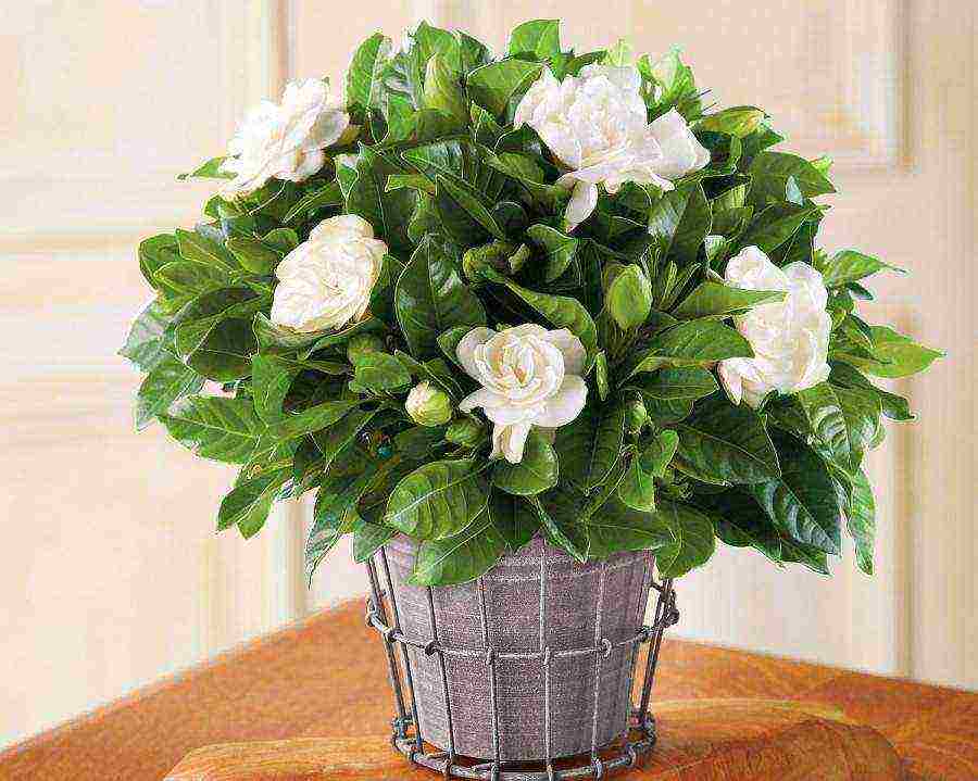 flowers that can be grown in small pots