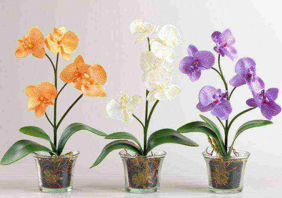 flowers that can be grown in small pots