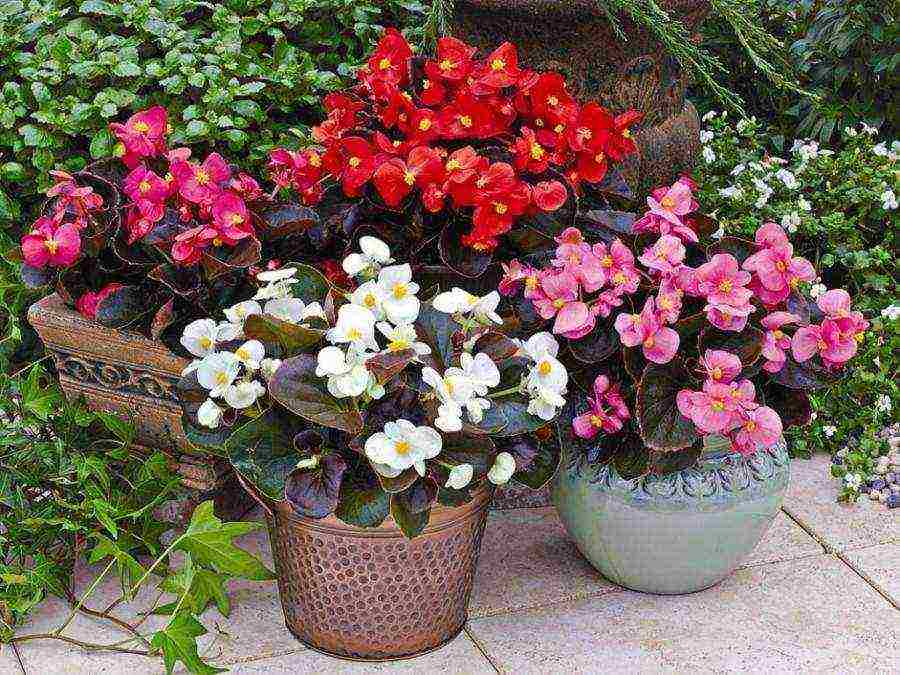 flowers that can be grown in small pots