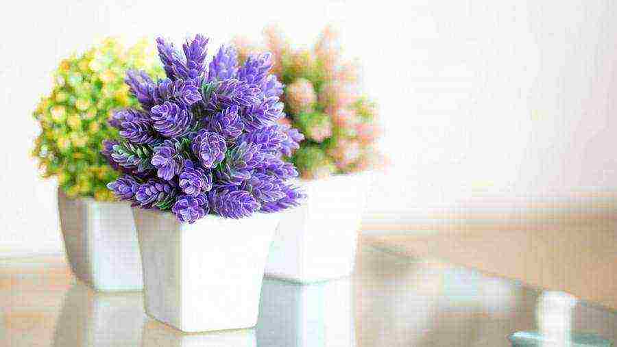 flowers that can be grown in small pots