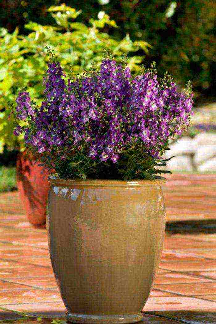 flowers that can be grown in small pots