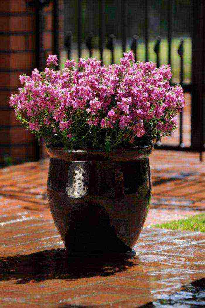 flowers that can be grown in small pots