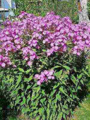 perennial flowers planting and care in the open field