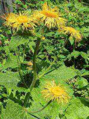 perennial flowers planting and care in the open field