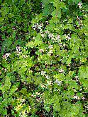 perennial flowers planting and care in the open field