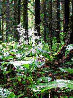 perennial flowers planting and care in the open field