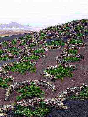 perennial flowers planting and care in the open field