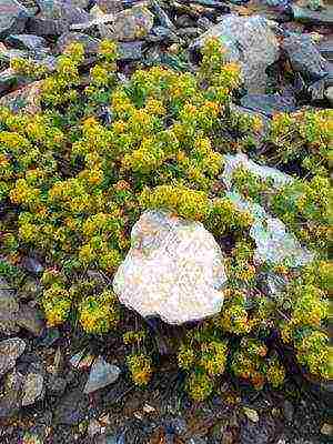 perennial flowers planting and care in the open field