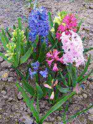 perennial bulaklak pagtatanim at pag-aalaga sa bukas na bukid