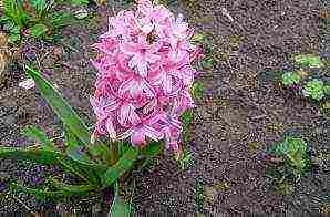 perennial bulaklak pagtatanim at pag-aalaga sa bukas na bukid