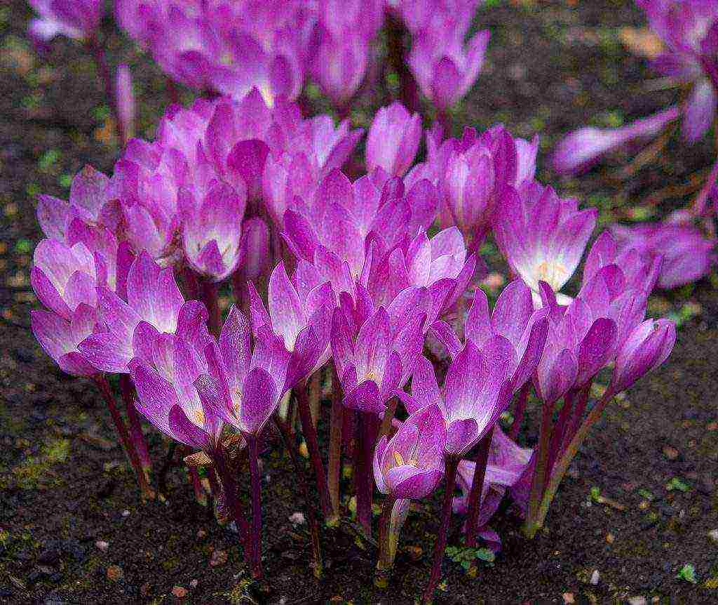 perennial flowers planting and care in the open field