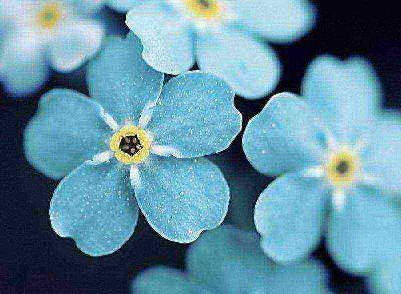 perennial flowers planting and care in the open field