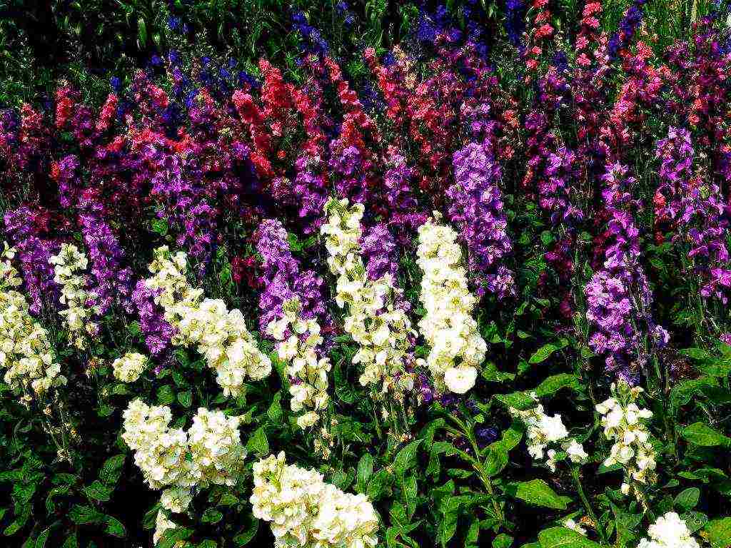 perennial flowers planting and care in the open field