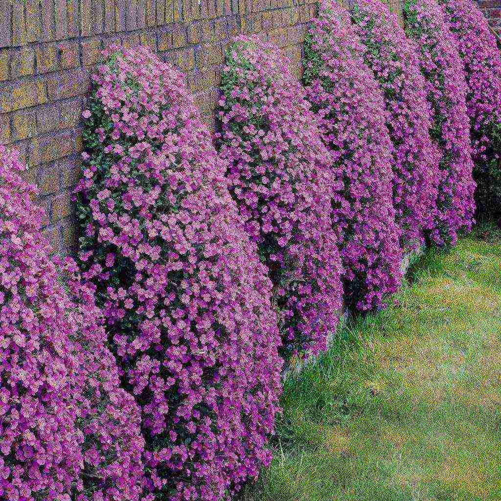 perennial flowers planting and care in the open field