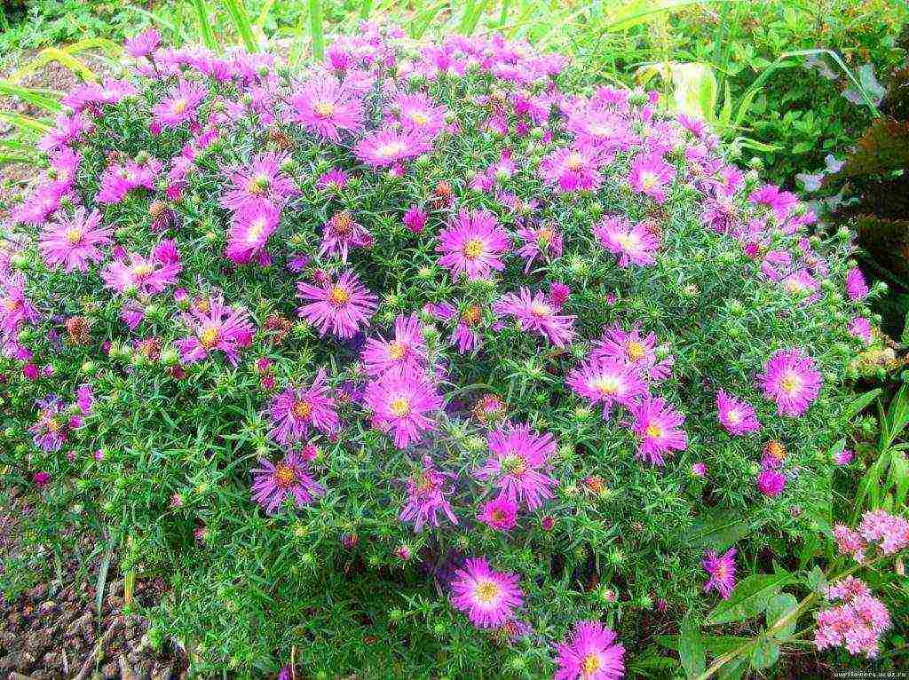 perennial flowers planting and care in the open field