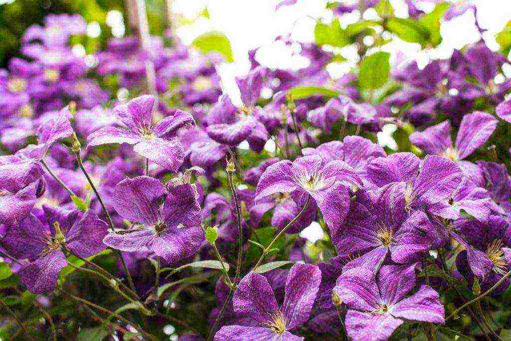 perennial bulaklak pagtatanim at pag-aalaga sa bukas na bukid