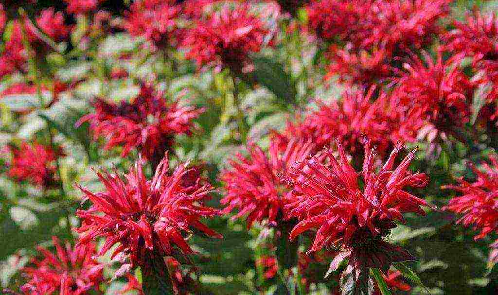 perennial bulaklak pagtatanim at pag-aalaga sa bukas na bukid