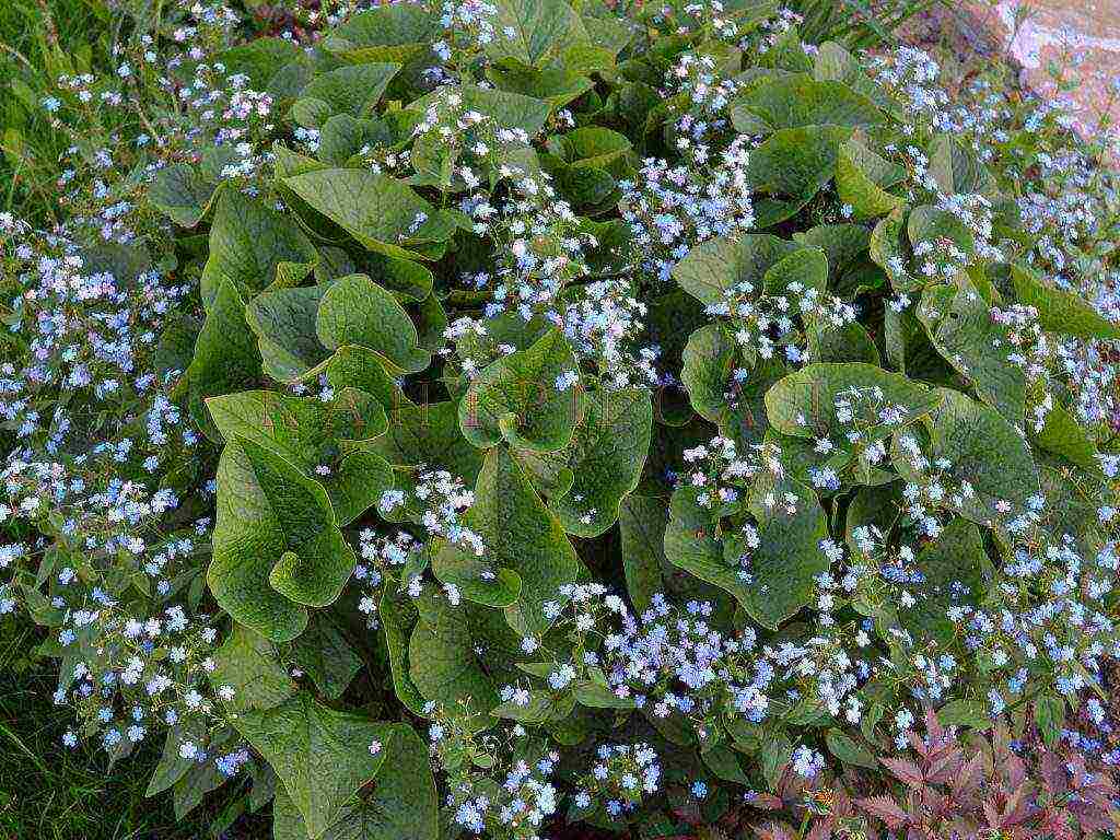 perennial flowers planting and care in the open field