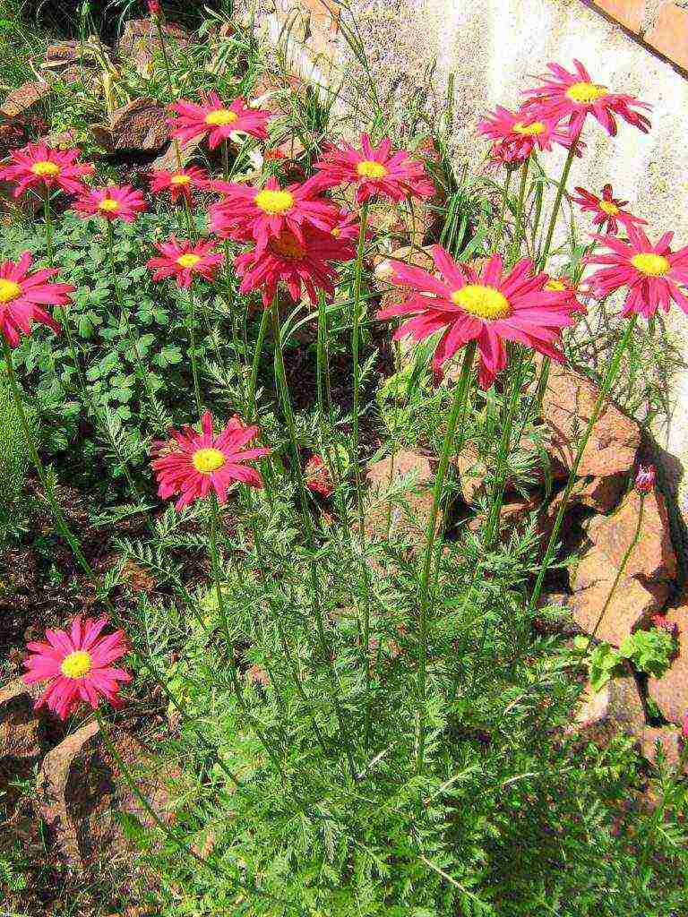 perennial flowers planting and care in the open field