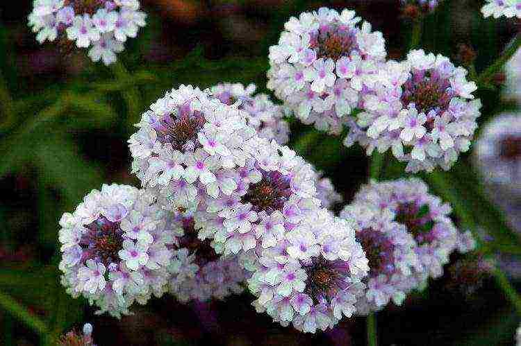 verbena flowers planting and care in the open field