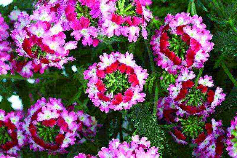 verbena flowers planting and care in the open field