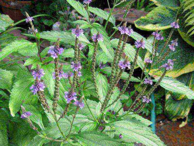 verbena flowers planting and care in the open field