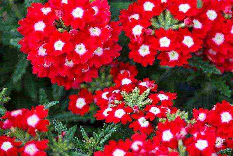 verbena flowers planting and care in the open field