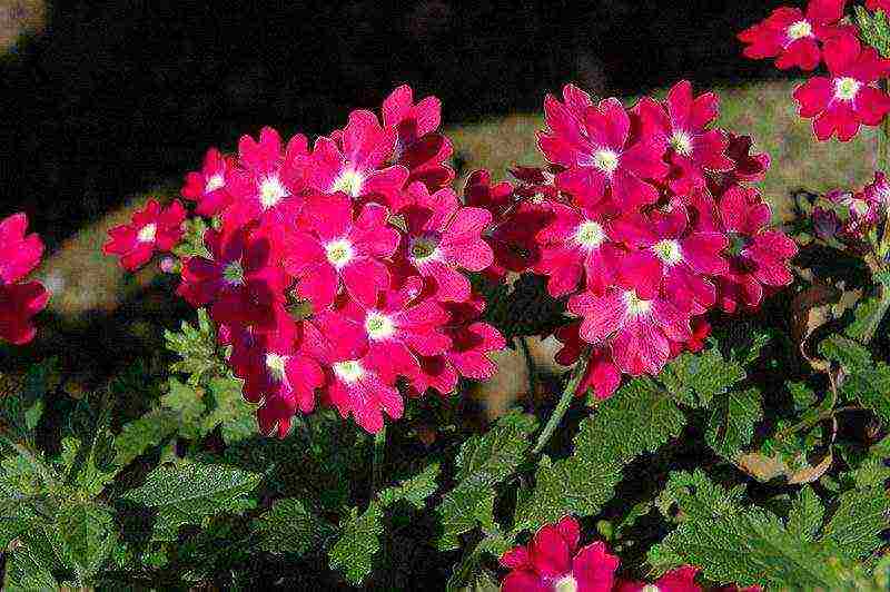 verbena flowers planting and care in the open field