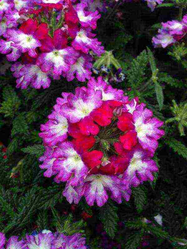 verbena flowers planting and care in the open field