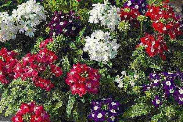 verbena flowers planting and care in the open field