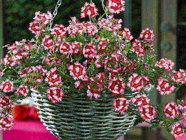 verbena flowers planting and care in the open field