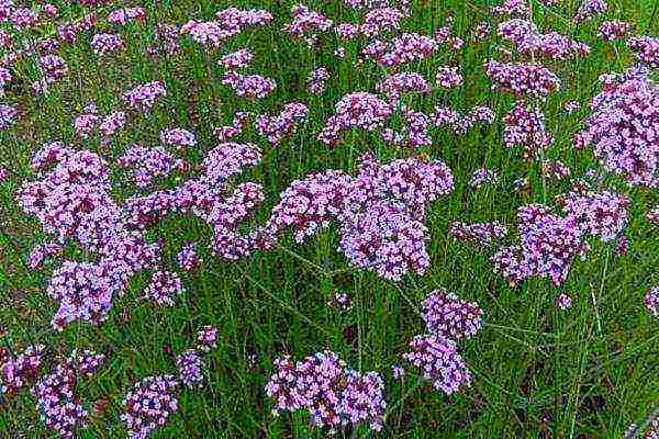 verbena flowers planting and care in the open field