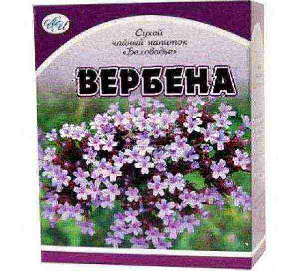 verbena flowers planting and care in the open field