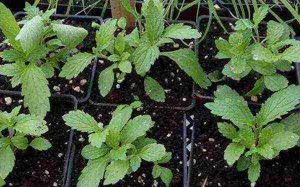 verbena flowers planting and care in the open field